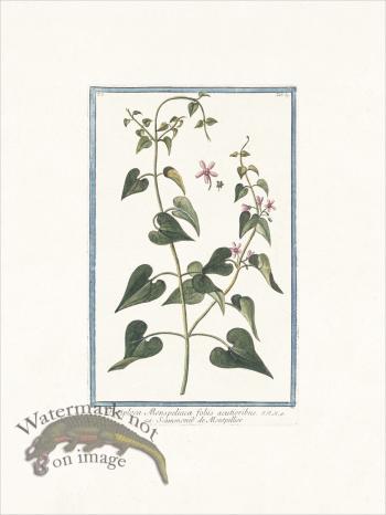 Bonelli 039 Periploca